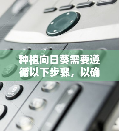 种植向日葵需要遵循以下步骤，以确保成功